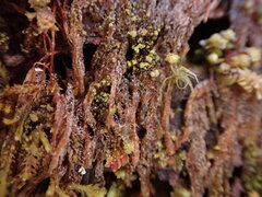 Hypnum circinale