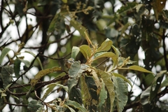 Oreothlypis superciliosa