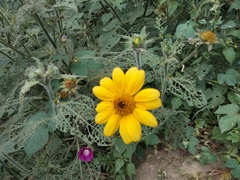 Tithonia