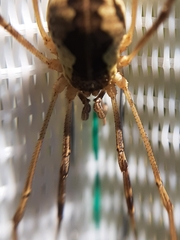 Mitopus