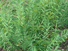 Hypericum kalmianum