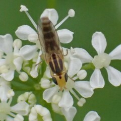 Meromyza