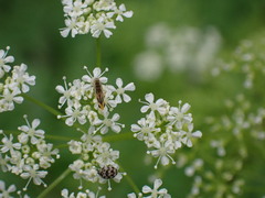 Meromyza