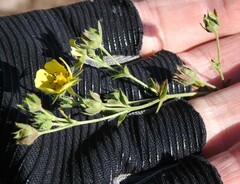 Potentilla intermedia