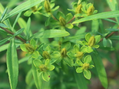 Hypericum kalmianum