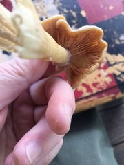 Tricholoma equestre