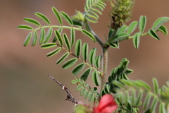 Indigofera comosa