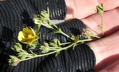 Potentilla intermedia