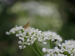 Meromyza
