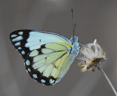 Belenois creona severina