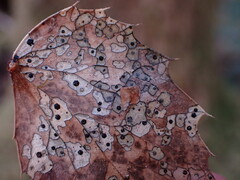 Coccomyces dentatus