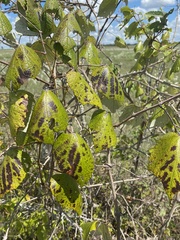 Vitis mustangensis