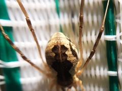 Mitopus