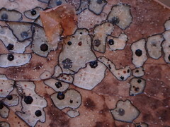 Coccomyces dentatus