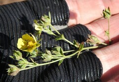 Potentilla intermedia