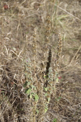 Stachys germanica