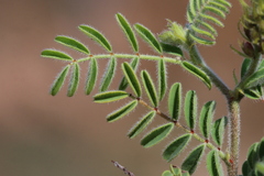 Indigofera comosa