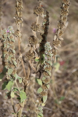 Stachys germanica
