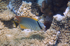 Chaetodon trifascialis