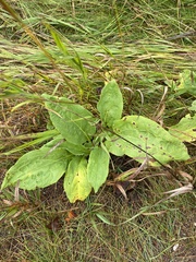 Senecio doria
