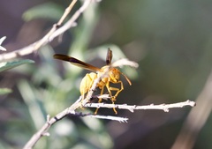 Polistes flavus