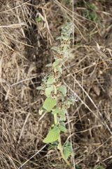 Stachys germanica