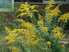 Solidago altissima