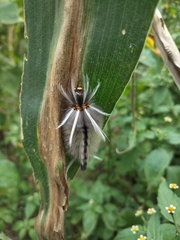 Halysidota