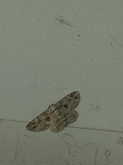 Iridopsis defectaria