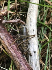 Anabrus simplex