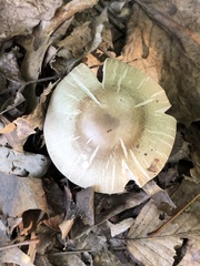 Tricholoma saponaceum