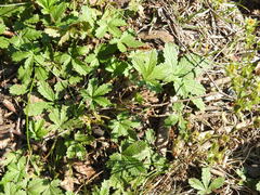 Potentilla intermedia