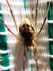 Mitopus