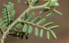 Indigofera comosa