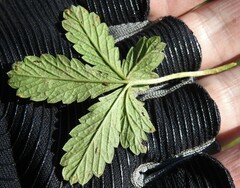 Potentilla intermedia