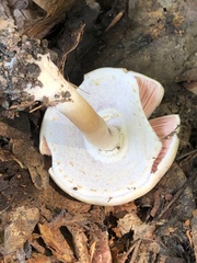 Tricholoma saponaceum