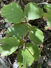 Hamamelis virginiana