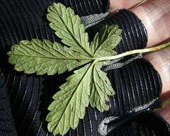 Potentilla intermedia