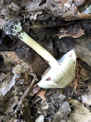 Tricholoma saponaceum