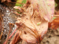 Taylorilygus apicalis