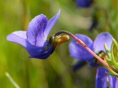 Viola decumbens scrotiformis