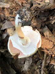 Tricholoma saponaceum
