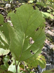 Hamamelis virginiana