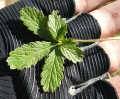 Potentilla intermedia