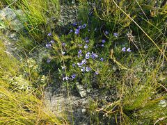 Viola decumbens scrotiformis