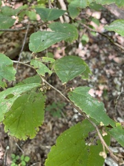 Hamamelis virginiana