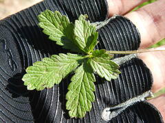 Potentilla intermedia