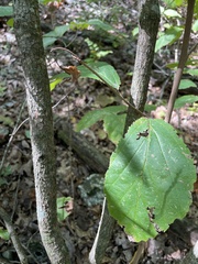 Hamamelis virginiana