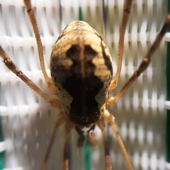 Mitopus