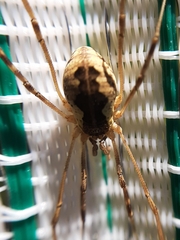 Mitopus